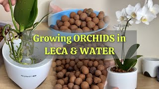 Grow Orchids in Water with LECA? Part 1