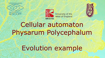 Physarum polychephalum CA - Example explanation