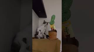 Cat's Reaction to Dancing Cactus Toy