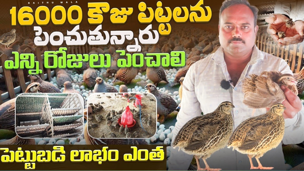 కౌజు పిట్టల పెంపకం | Raithuwala | full information