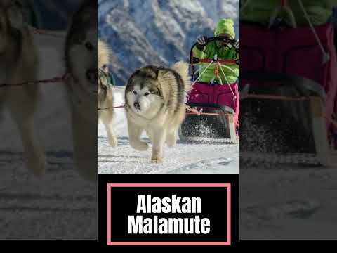 Video: Latihan Anjing yang Baka-Spesifik untuk Malamutes
