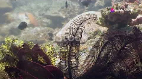 Siphonophore – The Mysterious Deep-Sea Creature Larger than a Blue Whale!