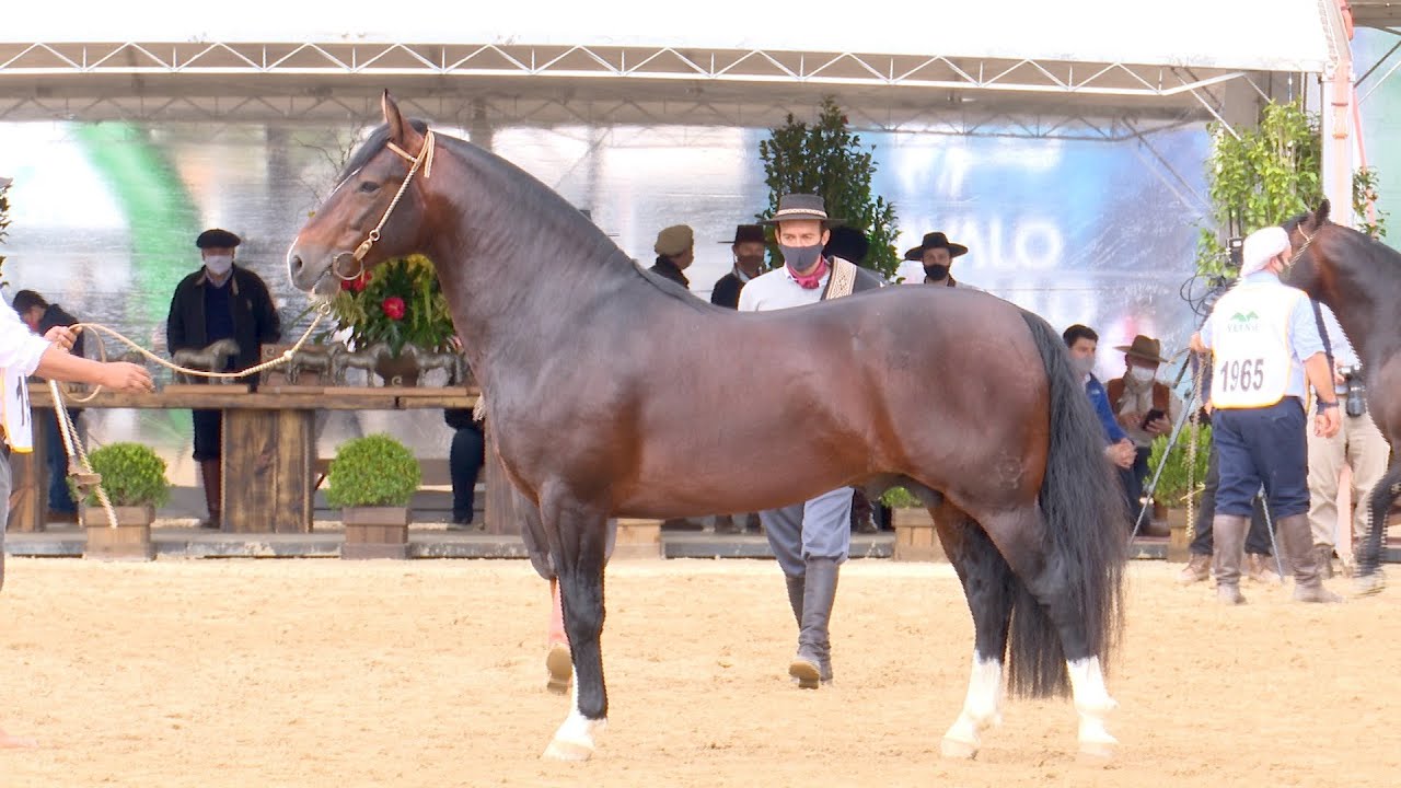 Jalisco da GAP São Pedro - 4º Melhor Macho na Morfologia da Expointer 2021