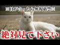 【目が合ったら無視厳禁】たった一分間再生できたら「福」が舞い込む幸運の猫の映像。一度しか表示されません。このメッセージを受け取れたら絶対に幸せ訪れます