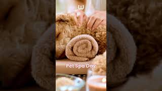 Make your pet's birthday Unique | WaggleCam 2.0 | Waggle