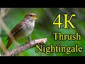 Соловей 4К (Thrush Nightingale 4К)