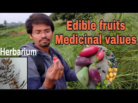 Video: Azimina Three-bladed - Fruits, Medicinal Properties