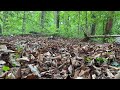 JORC230423 Bomber In The Woods