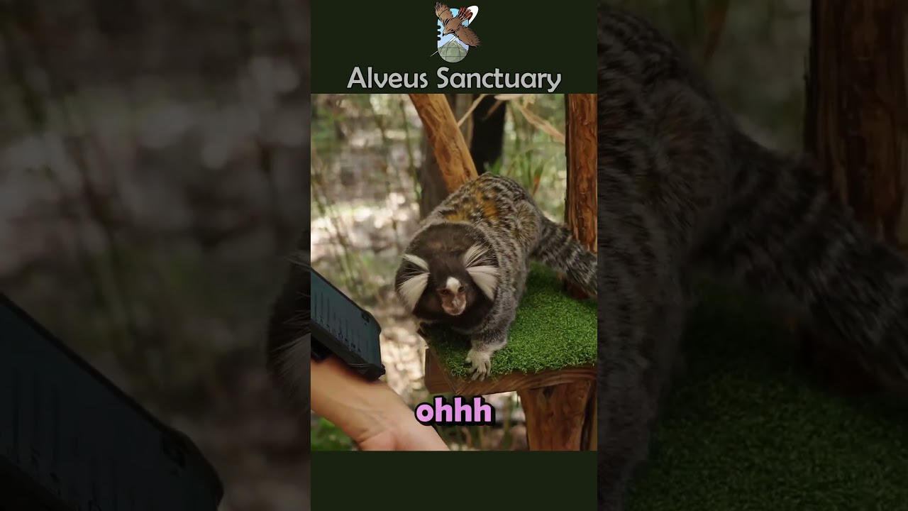Appa is our new cameraman, how did he do? 🎥 @ChristinaandAmber #mayahiga #alveussanctuary