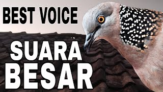 Tekukur derkuku kuk 3 lokal gacor ngamuk suara besar - best voice