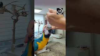 아기청금강앵무새 이유식 얼마만에 먹을까? 앵무새는 말을 알아들을까?