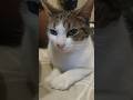 Pookie🎀#catshorts#catlovers#catvideos#catcare#animallovers#cute#petlovers#pookie#love#cat