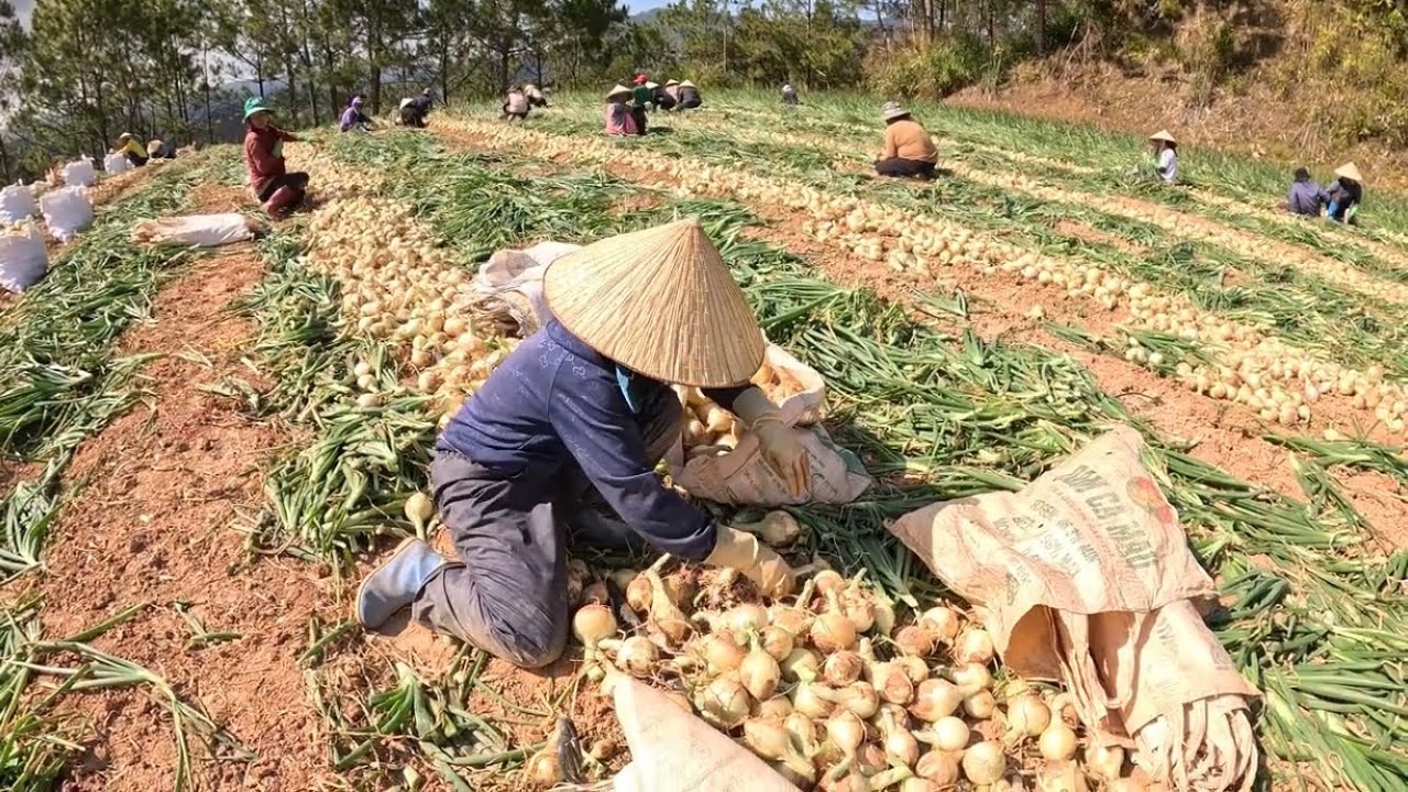 HÀNH TÂY Đà Lạt Vào Vụ Mùa Chính | Nông Dân Tất Bật Thu Hoạch.