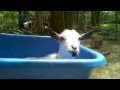 Nigerian dwarf goat chilling in a wheelbarrow