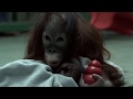 Baby loren has arrived at monkey world from moscow zoo