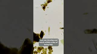 Gastrotrichs Are Very Young Grandmothers @journeytomicro