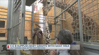 H-E-B supplies goat milk to baby giraffe at Abilene Zoo who lost his mother
