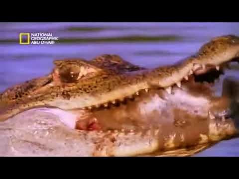 فلم وثائقي ذوات الدم البارد