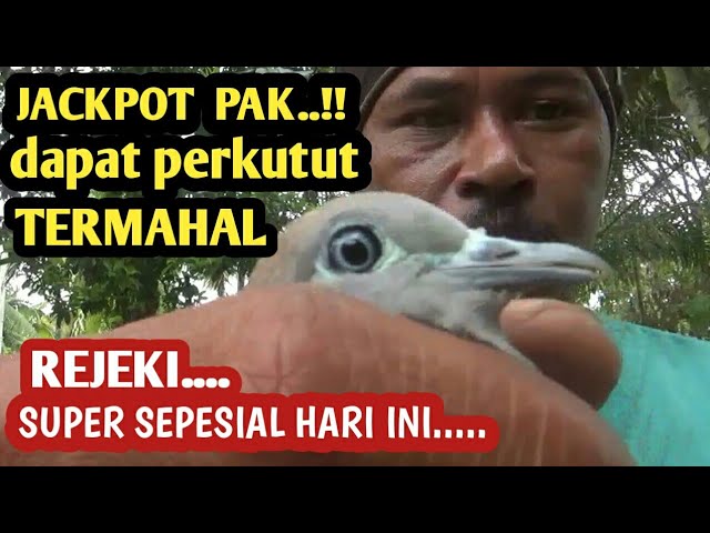 Jackpot pak..!! Rejeki dapat perkutut termahal suwara super besar istimewa jarang orang punya class=