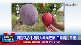 特別!3品種培育大蘋果芒果口味清甜帶酸 