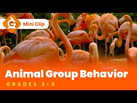 ⁣Animal Group Behavior for Kids | Mini Clip