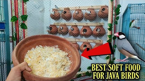 Best Soft food For Java Birds  جاوا برڈ کے بچوں کیلۓ سب سے اچھا خوراک