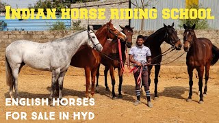 thoro bred horses in Hyderabad | English horse in Indian horse riding school hyd