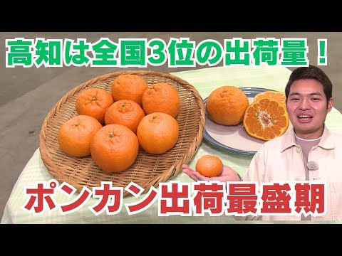 ポンカン出荷量は全国3位！高知で出荷最盛期 土佐よさこい