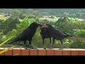 Raven Feeds Juvies Who Make Funny Noises