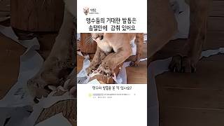 나무를 종이처럼 찢어버리는 파괴력! 맹수들의 거대한 발톱 실제 크기와 살벌한 솜방망이의 위력빅캣들의 발톱