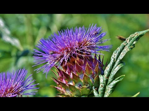 Video: Artichoke, Vegetable-flower