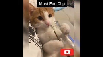 watch till end drunk cat #shorts #short #fun #memes #trending #trend #viral #funny #cat #cats #drunk