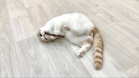 生まれて初めて子猫がまたたびを摂取したらまさかのこうなっちゃいましたw