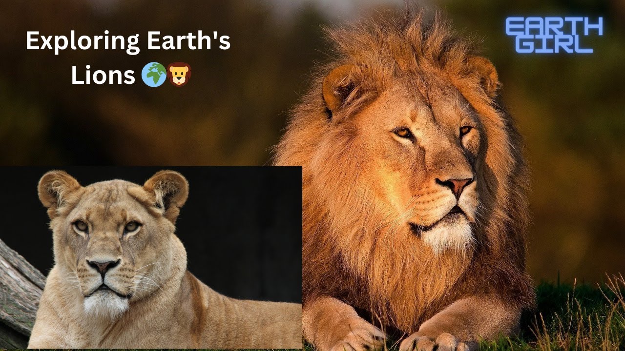 The most iconic creatures of our planet: the lion! 🌍🦁 - YouTube