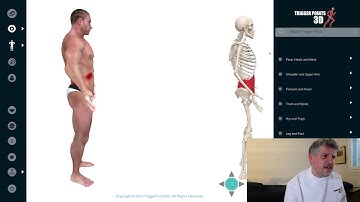External Internal Oblique and Rectus Abdominis - Trigger Point of the Week