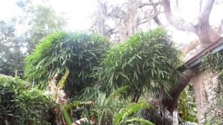 How to grow Bambusa vulgaris wamin by Randy's Tropical Plants 7,524 views 8 years ago 4 minutes, 11 seconds