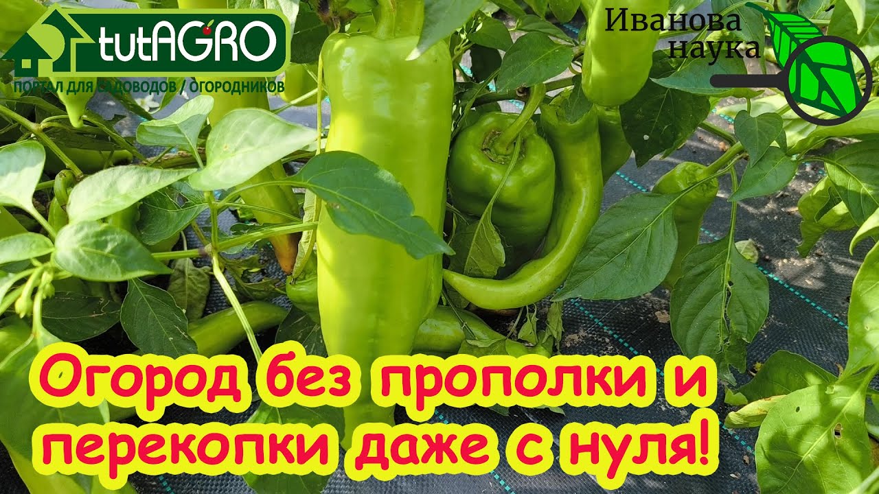 Как защитить огород от воров с помощью народного заговора