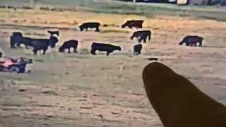 Caught on camera! Strange black object in the cow pasture...is it moving?