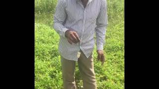 water divining using coconut and pendulam