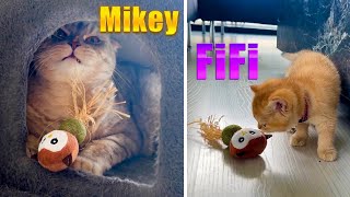 این اسباب بازی خیلی عجیبه 😂 شبیه طلسمه by Mikey cat 7,626 views 11 months ago 4 minutes, 54 seconds