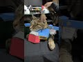 ハイメガキャノンは人に向けてはいけません #gundam #cat #cosplayer