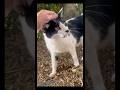友達の猫を失い今は変態人間だけのブッチー#友達#人間