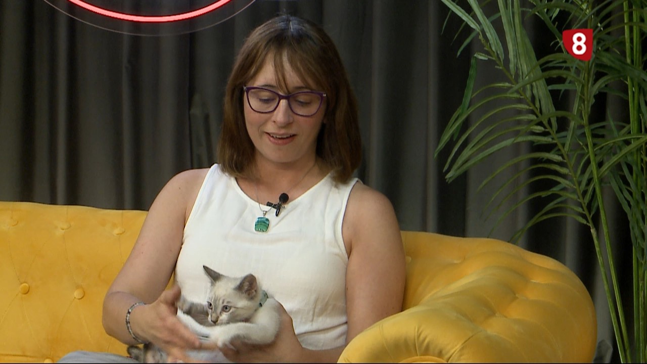 Adopción gatuna