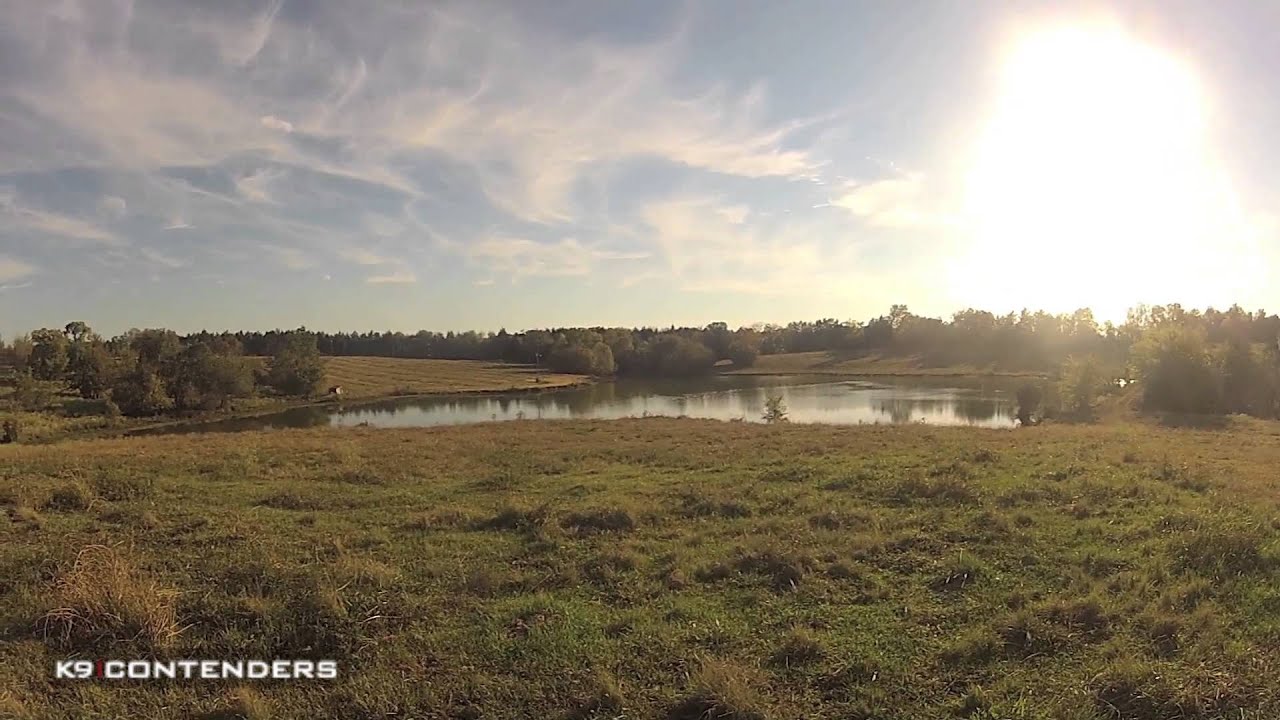 Contender Endorsed K9 Sprig Goes Deep