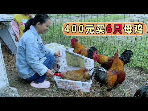Buy 6 hens,5 roosters are finally accompanied. They are so excited.