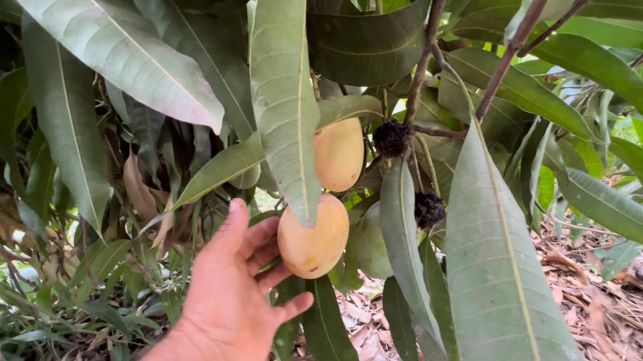 Cortando mangos 🥭 parte3 - YouTube