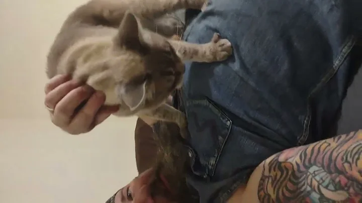 Watch the video about Blue Point Siamese talking.