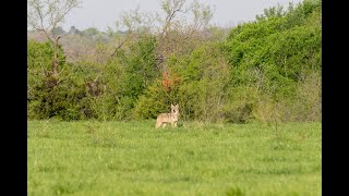 Coyote at Pride Ranch