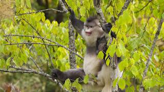 Download Lagu Exploring Rare Wildlife in China’s Himalayas (4K Documentary) MP3 Download Lagu Exploring Rare Wildlife in China’s Himalayas (4K Documentary) MP3