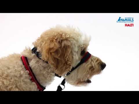 Video: Addestramento del cane: pro e contro dell'uso di un cane Halti